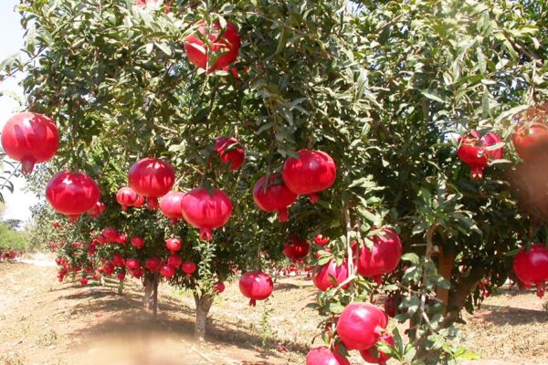 Fruit Farming : अनार खेती करें सदाबहार
