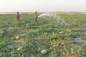 Vegetable Farming : रेत में किसान उगा रहे हरा सोना
