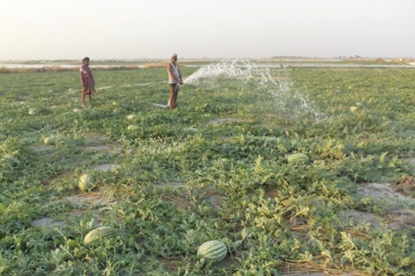 Vegetable Farming : रेत में किसान उगा रहे हरा सोना