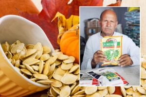 Vegetable Seeds : सब्जी बीजों की शुद्धता, जमाव व भंडारण