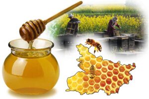 Beekeeping