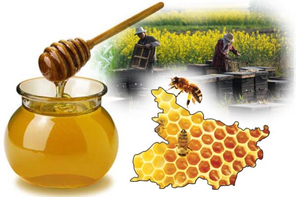 Beekeeping : शहद की मिठास से सराबोर बिहार