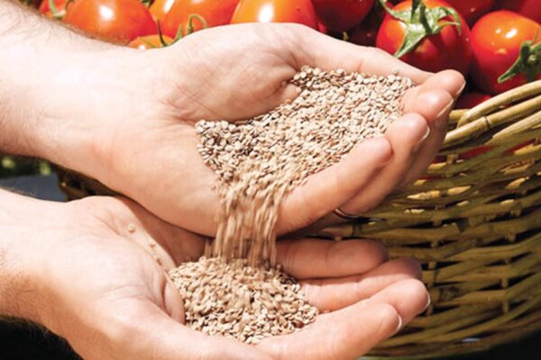 Hybrid Tomato Seed : टमाटर का संकर बीज