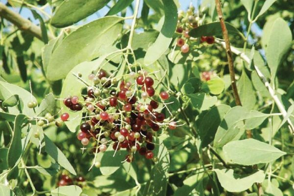 Traditional Indian Fruit : पीलू की करामात