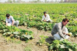 Vegetable Farming : कम लागत में  ज्यादा पैदावार