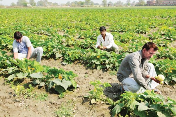 Vegetable Farming : कम लागत में  ज्यादा पैदावार