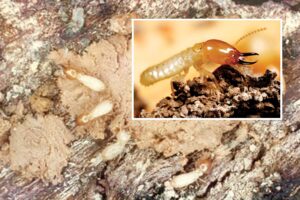 Termites : फसलों को बचाएं दीमक से