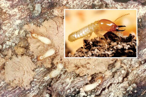 Termites : फसलों को बचाएं दीमक से