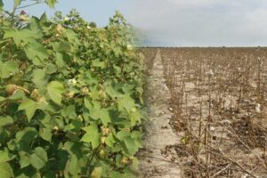 Drought news : सूख रही सोयाबीन-कपास की फसलें,  मदद की मांग