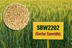New Wheat Variety