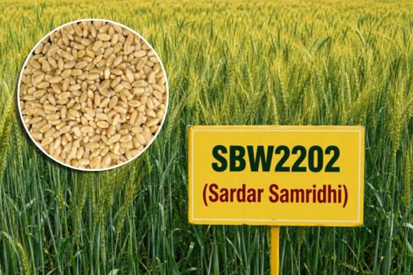 New Wheat Variety ‘सरदार समृद्धि’ , मिलेगी ज्यादा पैदावार
