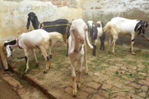 Goat Farming : बकरीपालन बनेगा कमाई का जरीया