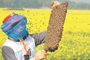Honeybees : रोजगार की मीठी उड़ान