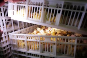 Poultry Business : शुरू करें मुरगीपालन का काम, सरकार दे रही चूजे