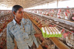 Poultry Farm : पोल्ट्री फार्म को बनाएं फायदे का सौदा