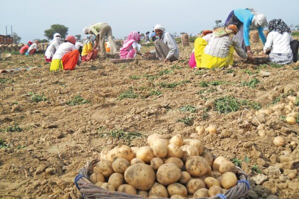 Potato Farming : सब्जी का राजा आलू की उन्नत खेती