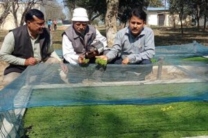 Azolla: धान के लिए सस्ता और उपयोगी जैव उर्वरक