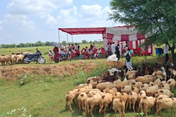 Sheep-Goat Farming : 1475 भेड़बकरियों का हुआ इलाज