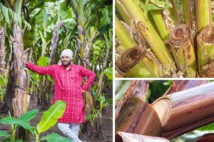 Banana Stems : केले का तना, कमाई का तानाबाना