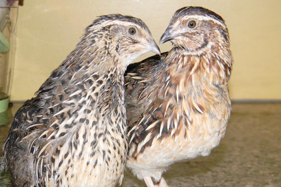 Poultry Farming : अधिक आय के लिए जापानी बटेरपालन
