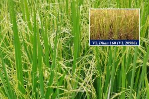 Organic Rice Variety : अल्मोड़ा संस्थान ने विकसित नई किस्म VL 160