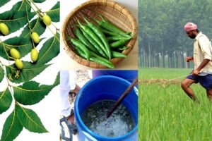 Pesticide: घर में बनाएं सस्ते व सफल कीटनाशी