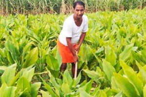 Turmeric Farming : हल्दी की खेती को बढ़ावा, मिलेगा अनुदान