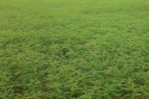 Modern Agriculture : आधुनिक कृषि में  हरी खाद की बढ़ती जरूरत