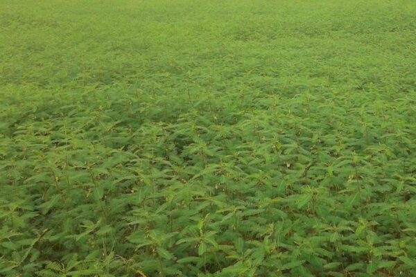 Modern Agriculture : आधुनिक कृषि में  हरी खाद की बढ़ती जरूरत