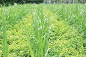 Sugarcane Intercropping : गन्ने की अंत:फसली खेती बढ़ाए आमदनी