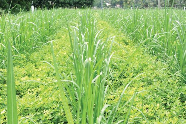 Sugarcane Intercropping : गन्ने की अंत:फसली खेती बढ़ाए आमदनी