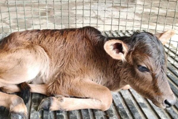 Badri Breed IVF Calf :  तकनीक से हुआ पहली बद्री बछिया का जन्म