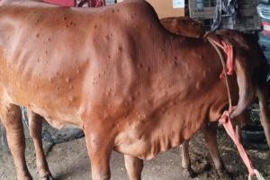 Indian Cow : देसी गायों के DNA में मिले लंपी से लड़ने के संकेत