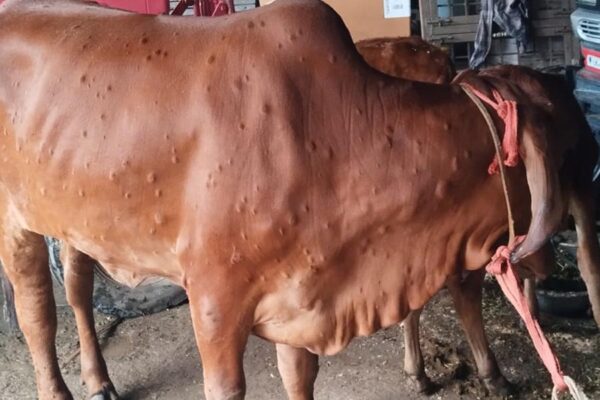 Indian Cow : देसी गायों के DNA में मिले लंपी से लड़ने के संकेत