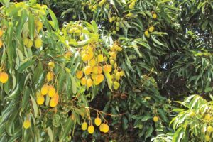 Horticulture : पथरीली जमीन में पैदा होगी लीची
