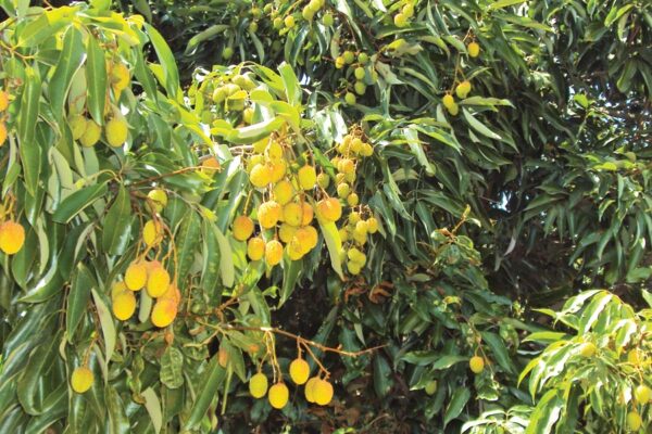 Horticulture : पथरीली जमीन में पैदा होगी लीची