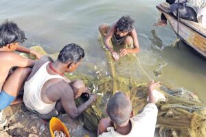 Fish Farming : मछली की उन्नत प्रजातियों का पालन 