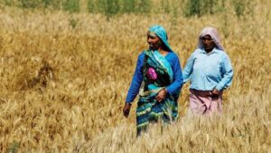 Weak Monsoon : खरीफ के बाद अब रबी की चिंता