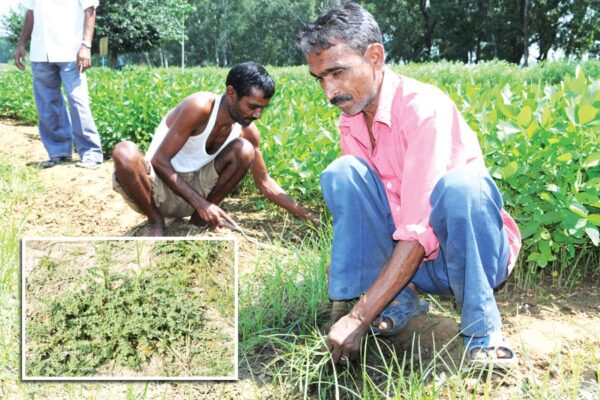 Weed Management : करें खरपतवार का खात्मा