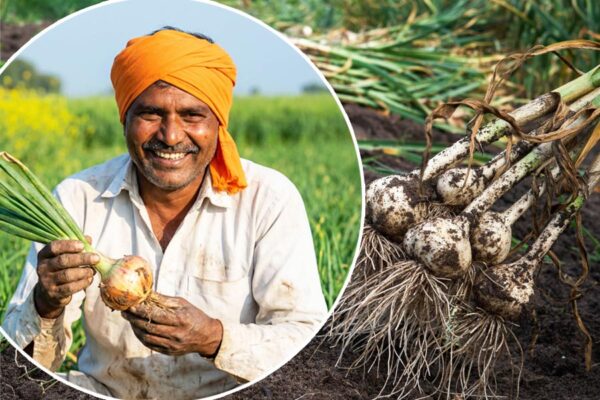 Subsidy : प्याज-लहसुन की खेती पर 40 फीसदी सब्सिडी, बढ़ाएं कमाई