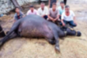 Rabies in Animals : रेबीज से भैंस की मौत, अन्य पशुओं पर भी खतरा