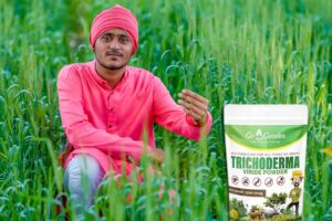 Trichoderma :फसल सड़ने से बचाए, बिना केमिकल के होगा रोगों का इलाज