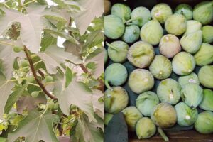 Fig Cultivation : कम पानी में फलदार बाग