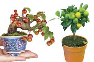 Bonsai Gardening : गमलों में बोनसाई