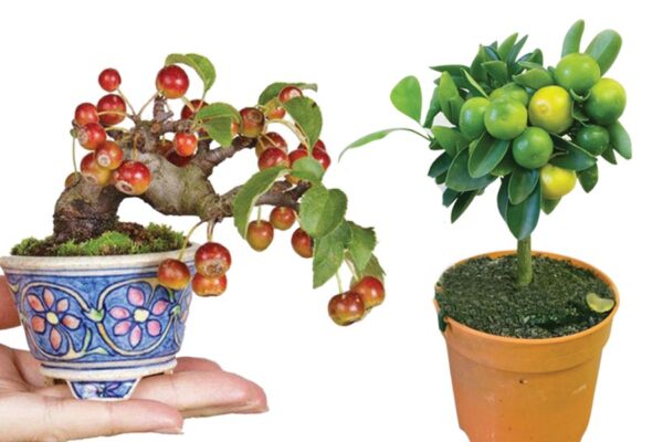 Bonsai Gardening : गमलों में बोनसाई