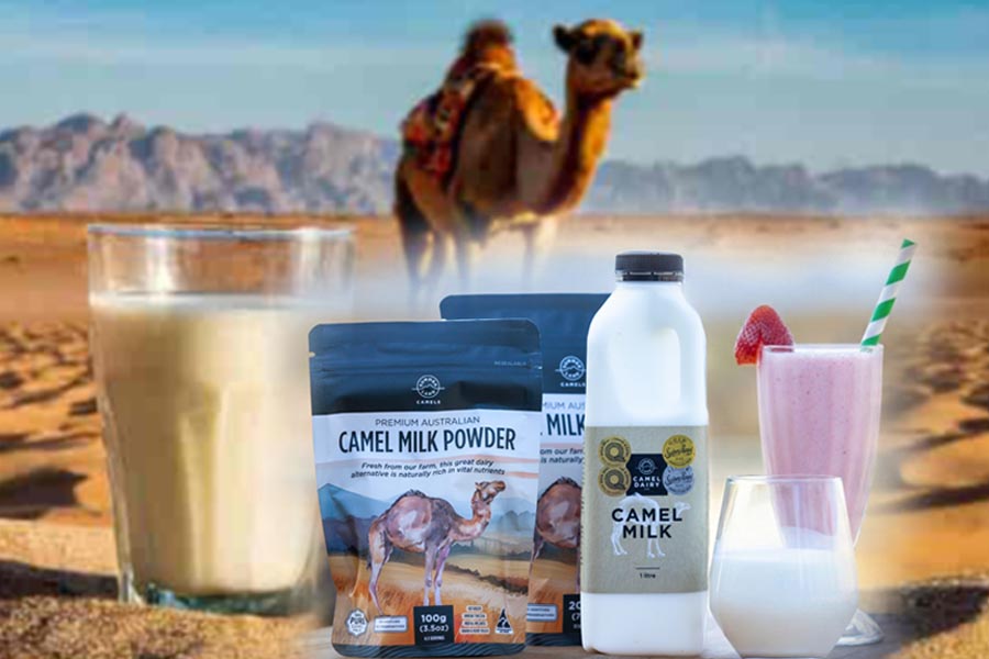 Camel Milk : अब सिर्फ पीने का नहीं, कमाई का सुपरफूड बिजनैस