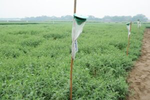 Chickpea Farming