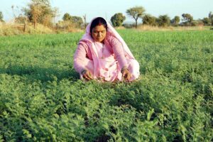 Chickpea Farming : नए तरीकों से करें चने की खेती