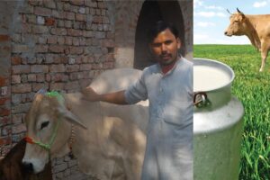 Desi Cow Milk Production : बेहतर तरीकों से ज्यादा कमाई
