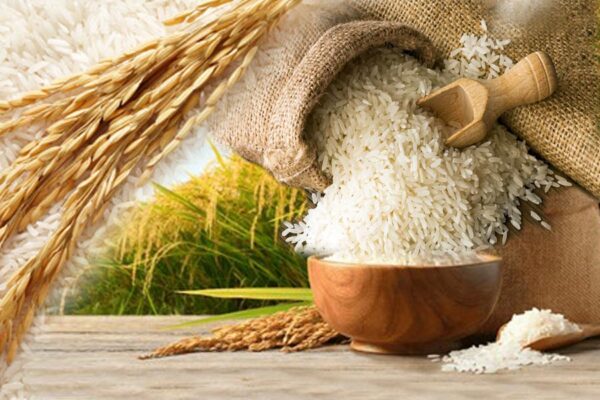 Sugarcane : गन्ने की नई किस्म CoS.23232, 5 मिनट में 2 लाख बड्स बुक